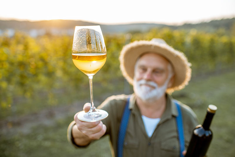 Vinhos do Vale de São Francisco recebem IG.