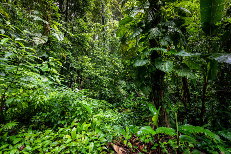 Clima no Amazonas: Conheça as Características e Como Afeta a Região