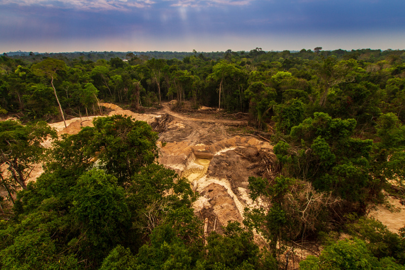 Desmatamento na Amazônia: Causas, Impactos e Soluções
